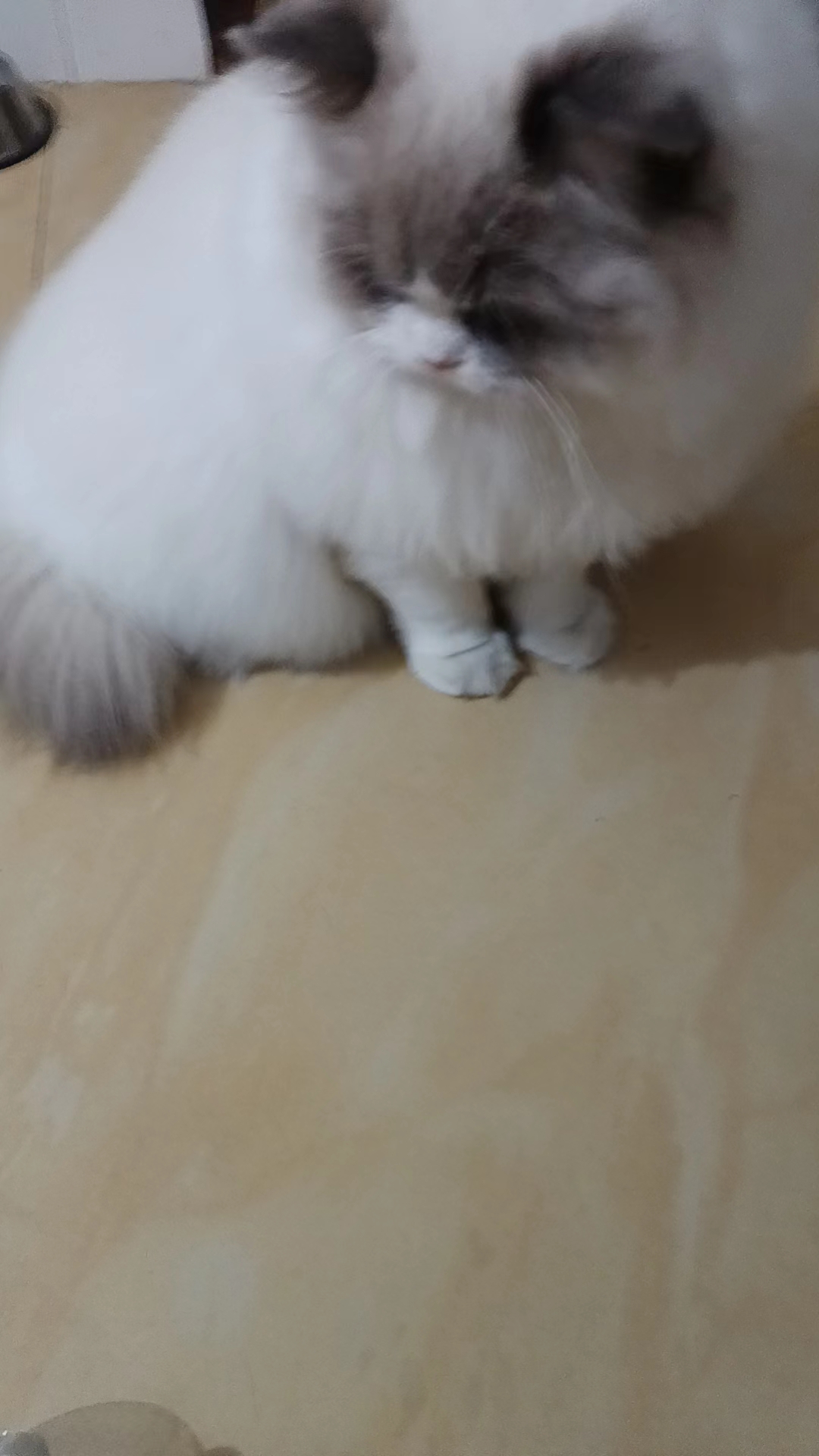 超爆毛的布偶妹妹找主人了，小贵哈